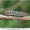 melitaea interrupta daghestan larva7e